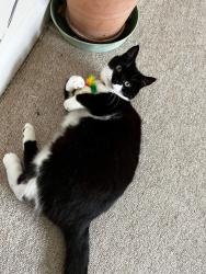 Lost Female Cat last seen High school sturminster newton, Dorset, England DT10 1JF