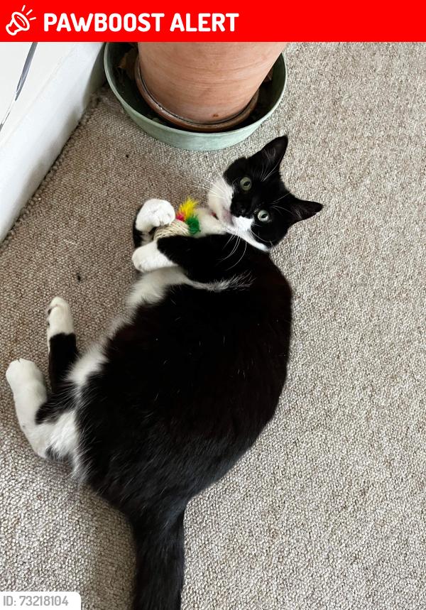 Lost Female Cat last seen High school sturminster newton, Dorset, England DT10 1JF