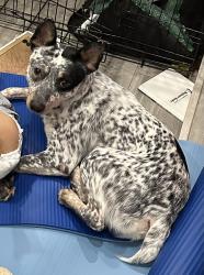 Lost Male Dog last seen Stanley Keller and US-377, Haltom City, TX 76117