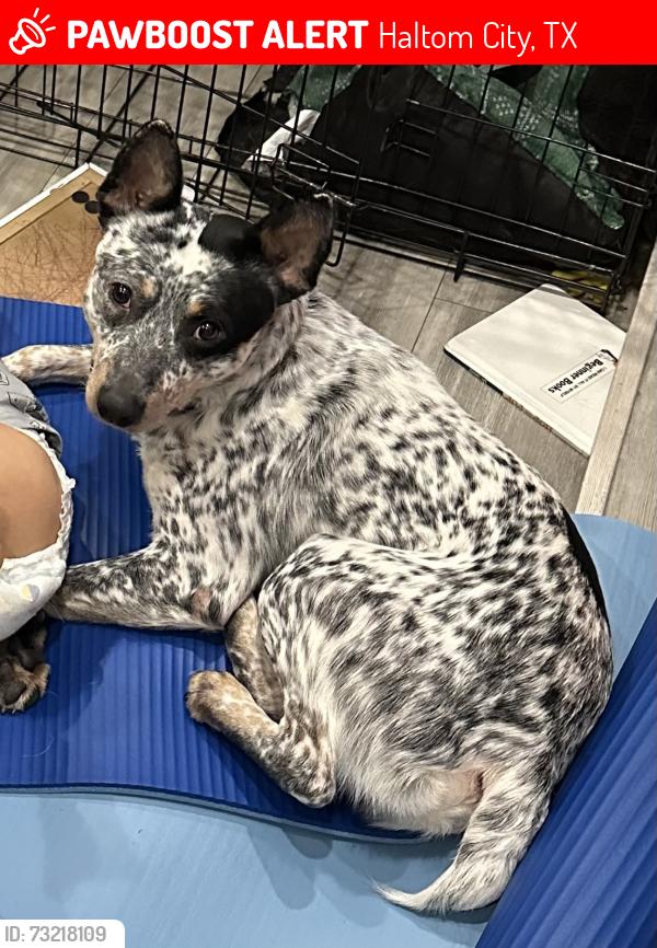 Lost Male Dog last seen Stanley Keller and US-377, Haltom City, TX 76117