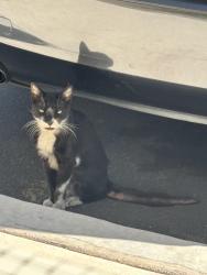 Found/Stray Unknown Cat last seen Duckhorn Dr & Great Egret Way, Sacramento, CA 95834