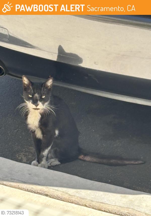 Found/Stray Unknown Cat last seen Duckhorn Dr & Great Egret Way, Sacramento, CA 95834