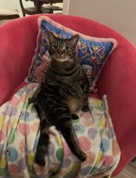 Lost Male Cat last seen Briarcliff and Colonial Rd, Memphis, TN 38117