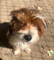 Shelter Stray Male Dog last seen , 22415 Groesbeck Hwy, Warren, MI 48089, USA