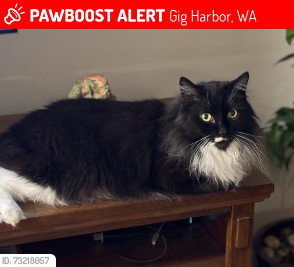 Lost Female Cat last seen Near Harbor Heights Elementary School, Gig Harbor, WA 98335
