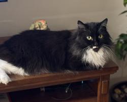 Lost Female Cat last seen Near Harbor Heights Elementary School, Gig Harbor, WA 98335