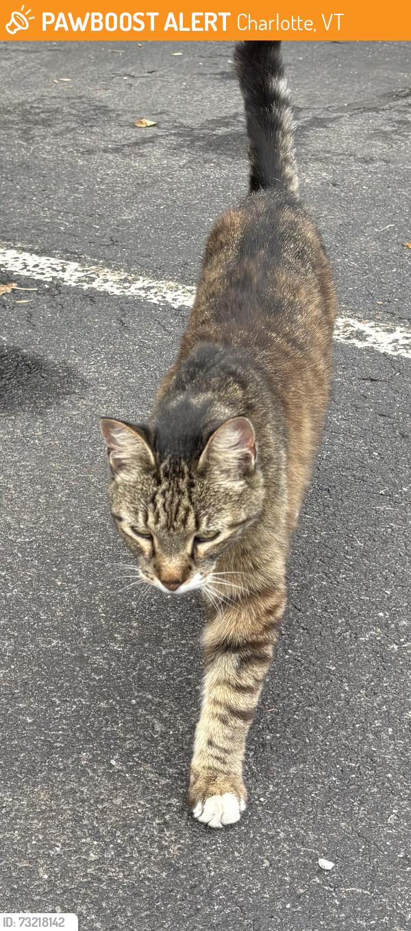 Found/Stray Unknown Cat last seen Shelburne Road and Pine Haven Shores, Charlotte, VT 05445