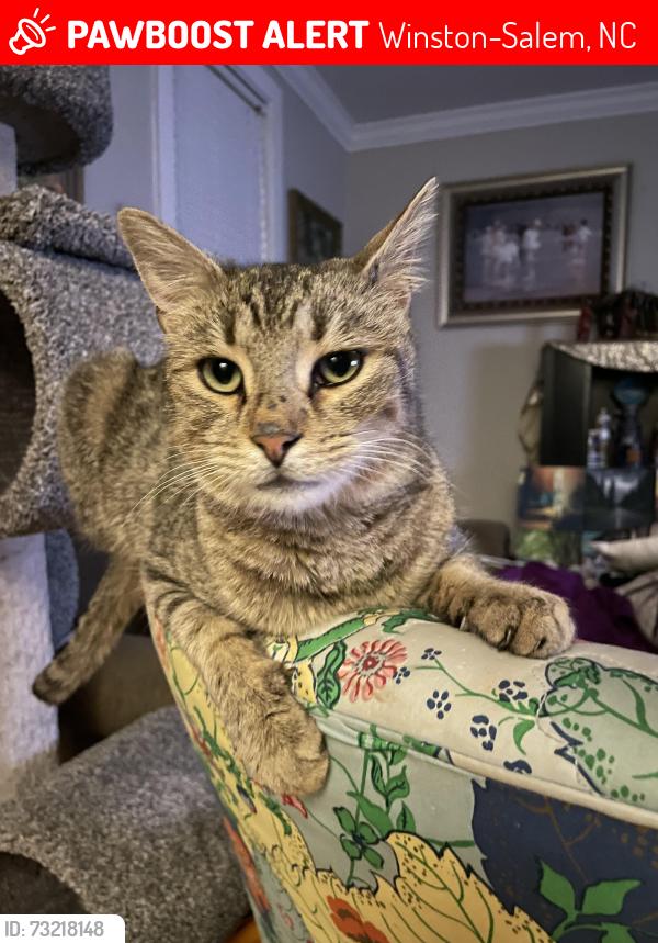 Lost Male Cat last seen Green street Methodist church, Winston-Salem, NC 27101