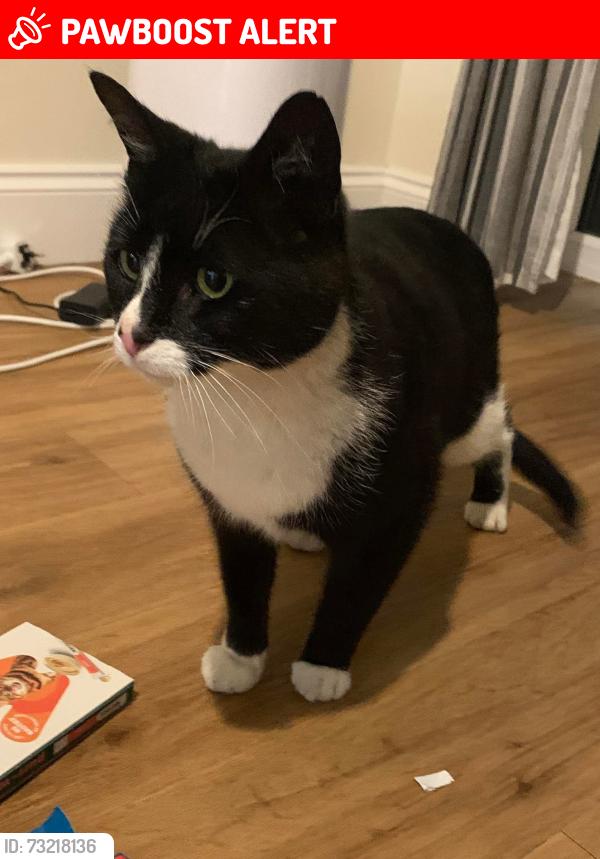 Lost Male Cat last seen Brahmar close.le3 9er, Leicester, England LE3 9ER