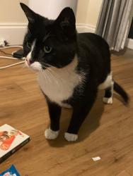 Lost Male Cat last seen Brahmar close.le3 9er, Leicester, England LE3 9ER