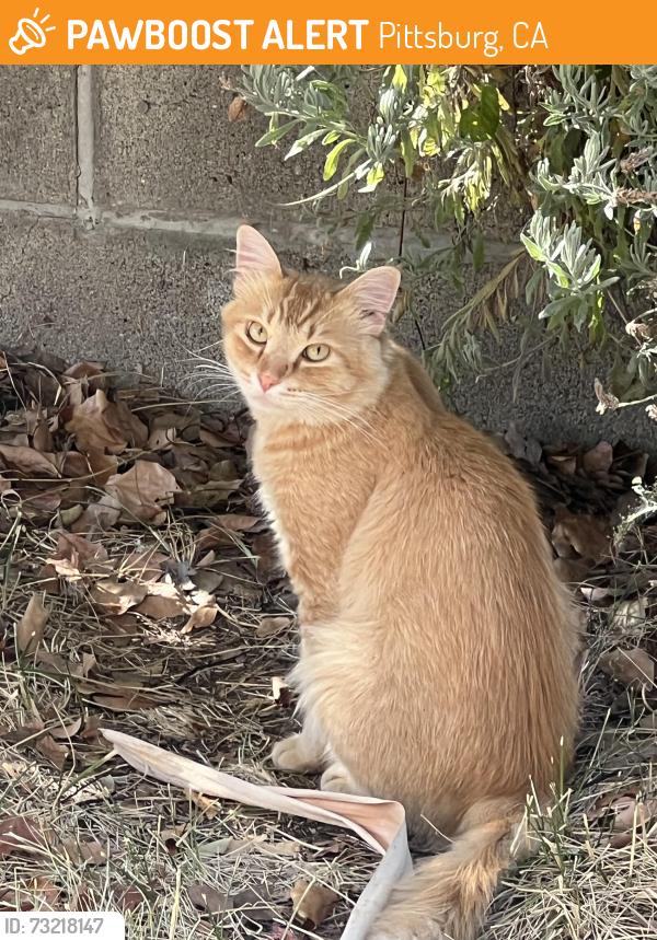 Found/Stray Male Cat last seen Rangewood Drive & Ventura Drive, Pittsburg, CA 94565