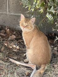 Found/Stray Male Cat last seen Rangewood Drive & Ventura Drive, Pittsburg, CA 94565