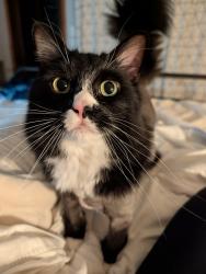 Lost Male Cat last seen 158th St NE & Burn Rd, Arlington, WA 98223