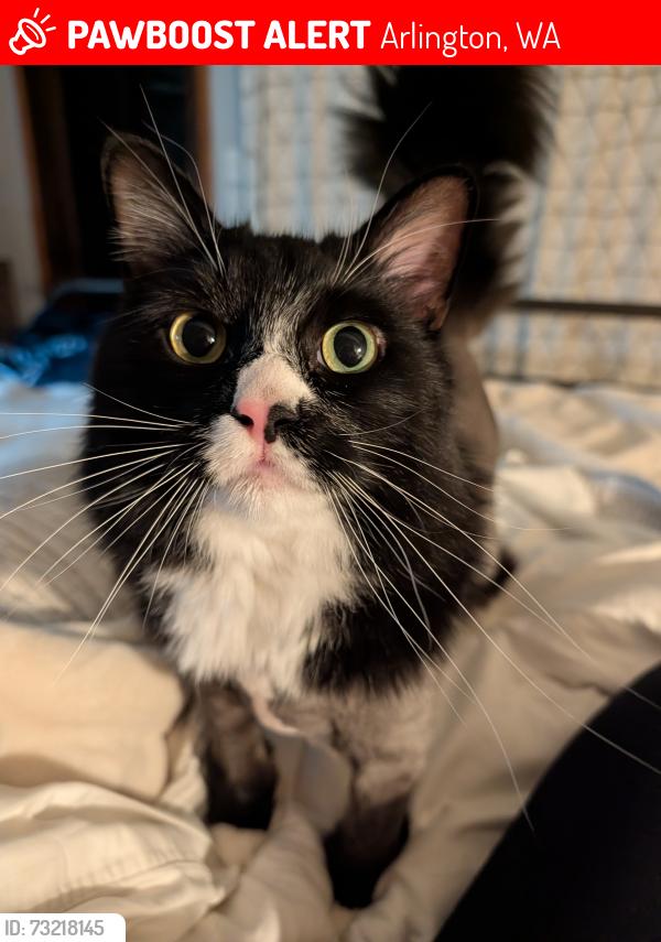 Lost Male Cat last seen 158th St NE & Burn Rd, Arlington, WA 98223