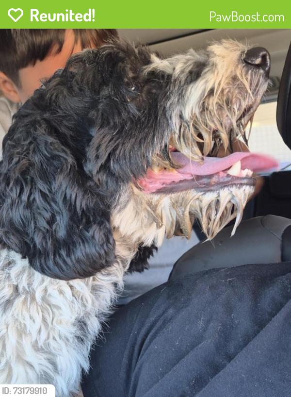 Reunited Male Dog last seen Near Avenue L on 35th st w, Lancaster, CA 93536