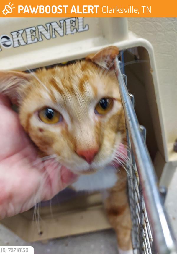 Found/Stray Male Cat last seen AshtonWoods s, Clarksville, TN 37042