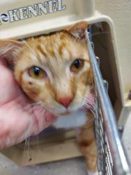 Found/Stray Male Cat last seen AshtonWoods s, Clarksville, TN 37042