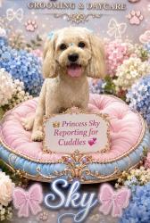 Lost Female Dog last seen Near smit st irvington nj, Irvington, NJ 07111