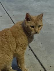 Reunited Unknown Cat last seen Whittier/Romanowski Street, Carteret, NJ 07008