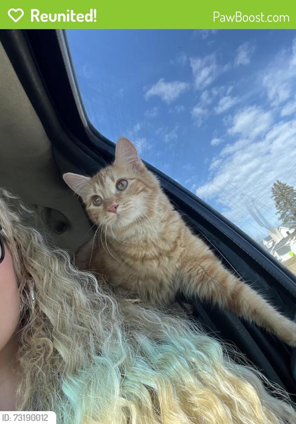Reunited Female Cat last seen Clay st, Midland, MI 48642