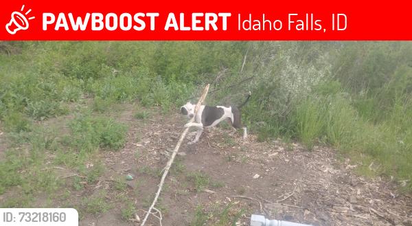 Lost Male Dog last seen Ammon road, Idaho Falls, ID 83401