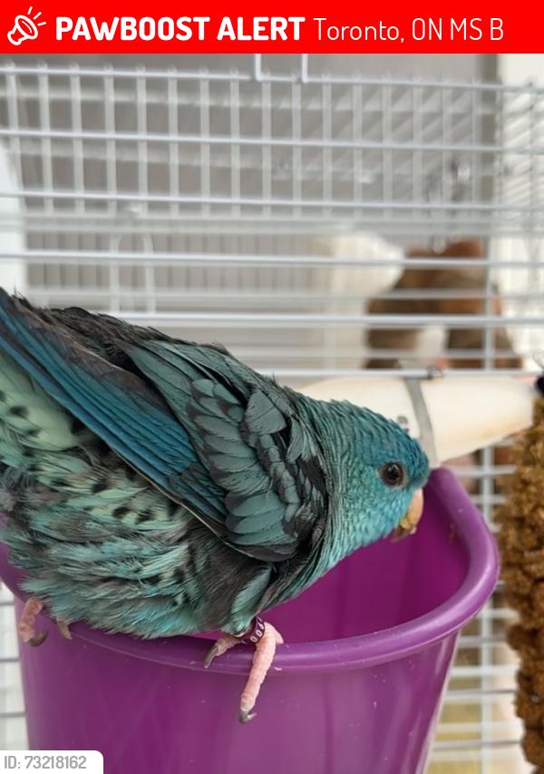 Lost Male Bird last seen Beresford ave, Toronto, ON M6S 3B3