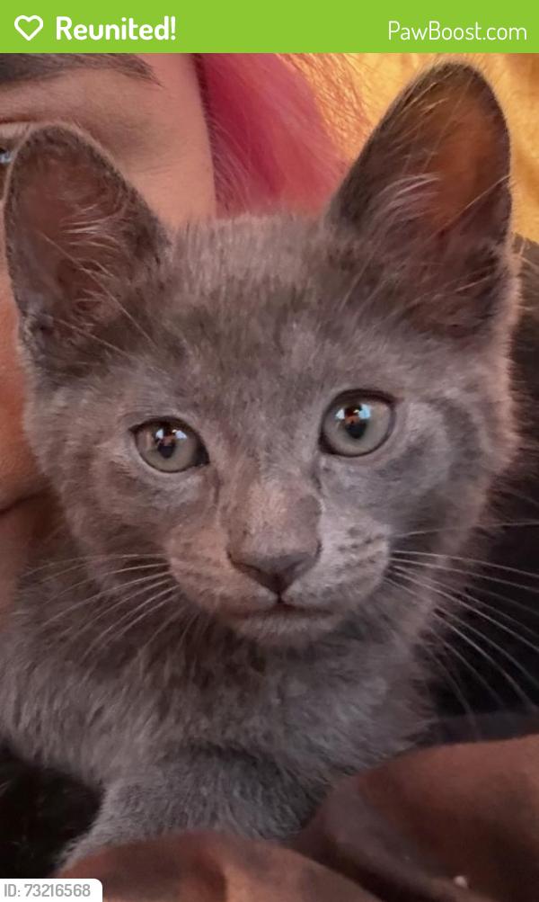 Reunited Unknown Cat last seen Near Heatherwood Dr, Riverside, CA 92509, USA, Riverside, CA 92509