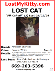 Lost Male Cat last seen Village Center Dr., Research Place, and River Oaks ParkWay, San Jose, CA 95134