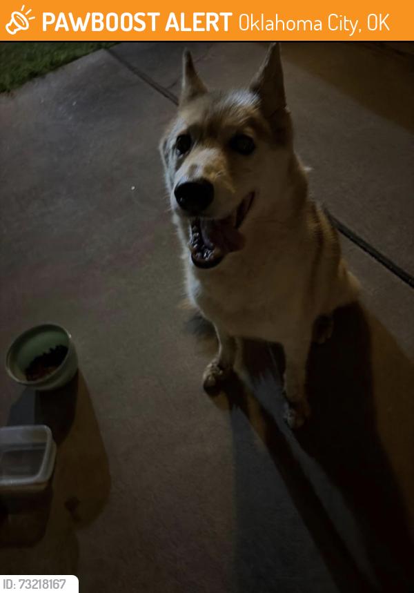 Found/Stray Female Dog last seen Near Fountain Grass Neighborhood, Oklahoma City, OK 73128