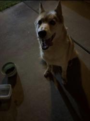 Found/Stray Female Dog last seen Near Fountain Grass Neighborhood, Oklahoma City, OK 73128