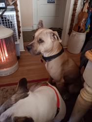 Lost Male Dog last seen Near moon st thomasville nc, Thomasville, NC 27360