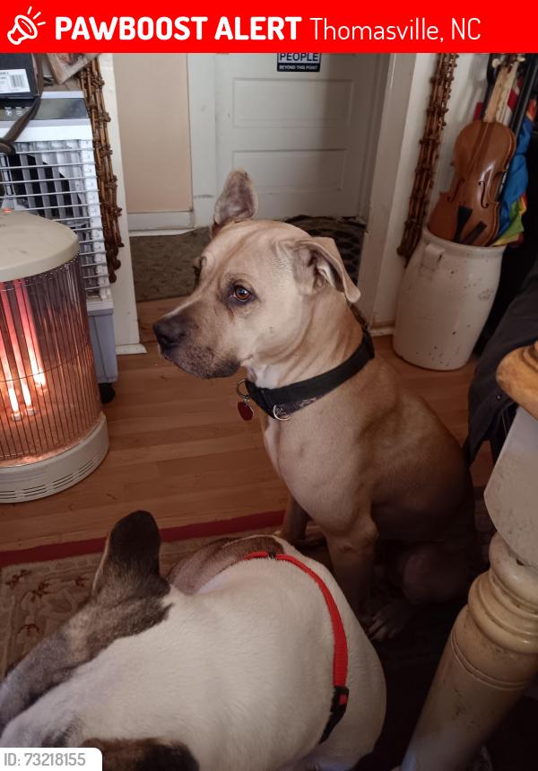 Lost Male Dog last seen Near moon st thomasville nc, Thomasville, NC 27360
