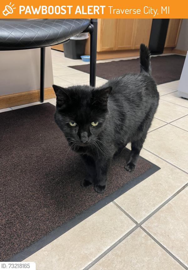 Found/Stray Female Cat last seen Oakwood Cemetery Office, Traverse City, MI 49685
