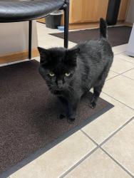 Found/Stray Female Cat last seen Oakwood Cemetery Office, Traverse City, MI 49685