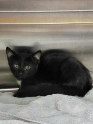 Shelter Stray Female Cat last seen Near BLOCK MERIDIAN ST N, 4950 SW Triana Blvd, Huntsville, AL 35805, USA