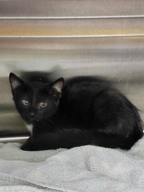 Shelter Stray Female Cat last seen Near BLOCK MERIDIAN ST N, 4950 SW Triana Blvd, Huntsville, AL 35805, USA