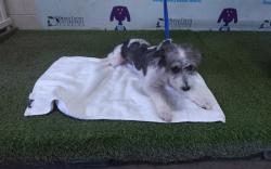 Shelter Stray Female Dog last seen , 2769 Conroy Rd, Orlando, FL 32839, USA