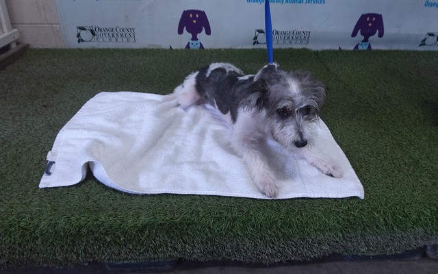 Shelter Stray Female Dog last seen , 2769 Conroy Rd, Orlando, FL 32839, USA