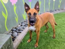 Shelter Stray Female Dog last seen , 14409 Vanowen St, Van Nuys, CA 91405, USA