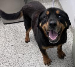 Shelter Stray Male Dog last seen Near BLOCK VINEWOOD ST, DETROIT MI 48208, 7401 Chrysler Dr, Detroit, MI 48211, USA