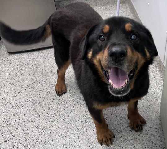 Shelter Stray Male Dog last seen Near BLOCK VINEWOOD ST, DETROIT MI 48208, 7401 Chrysler Dr, Detroit, MI 48211, USA