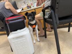 Shelter Stray Male Dog last seen , 957 N Gaffey St, San Pedro, CA 90731, USA