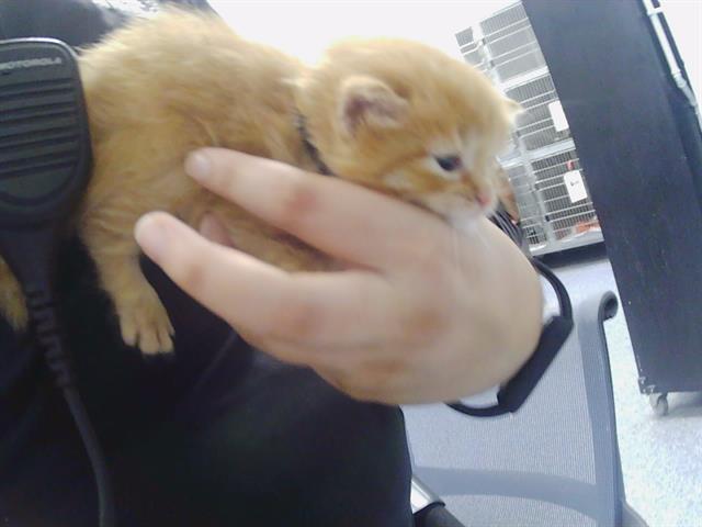 Shelter Stray Male Cat last seen CHARLOTTE, 8315 Byrum Dr, Charlotte, NC 28217, USA