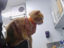 Shelter Stray Male Cat last seen CHARLOTTE, 8315 Byrum Dr, Charlotte, NC 28217, USA