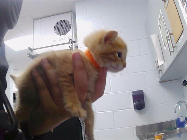 Shelter Stray Male Cat last seen CHARLOTTE, 8315 Byrum Dr, Charlotte, NC 28217, USA