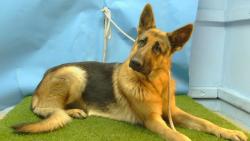 Shelter Stray Male Dog last seen , 216 W Victoria St, Gardena, CA 90248, USA