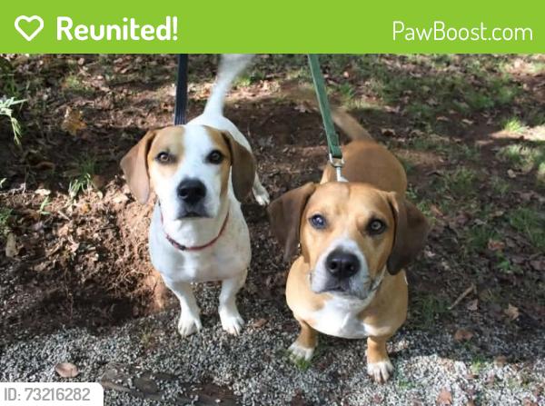 Reunited Male Dog last seen Country Club Rd and Evans St., New Bern, NC 28562