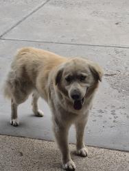 Reunited Unknown Dog last seen Near & Winfield, Lakewood, CO, Lakewood, CO 80215