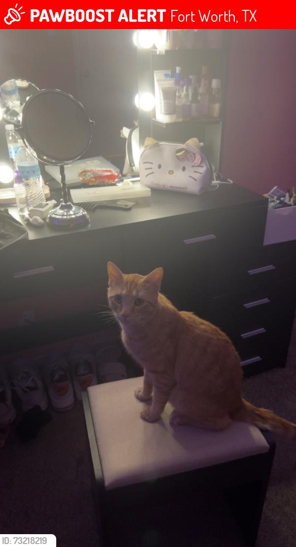 Lost Male Cat last seen Fox Run Park, Fort Worth, TX 76123
