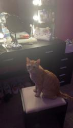 Lost Male Cat last seen Fox Run Park, Fort Worth, TX 76123